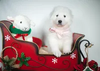 Sugarplum, a female Maremma Sheepdog for sale in Springfield, MO – Photo 2 of 4