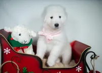 Sugarplum, a female Maremma Sheepdog for sale in Springfield, MO – Photo 4 of 4