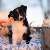 Candy, a female Border Collie for sale in Springfield, MO – Photo 1 of 10