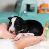 Candy, a female Border Collie for sale in Springfield, MO – Photo 9 of 10