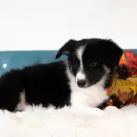 Candy, a female Border Collie for sale in Springfield, MO – Photo 3 of 10