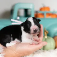Candy, a female Border Collie for sale in Springfield, MO – Photo 10 of 10