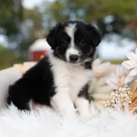 Candy, a female Border Collie for sale in Springfield, MO – Photo 4 of 10