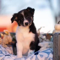 Candy, a female Border Collie for sale in Springfield, MO – Photo 2 of 10