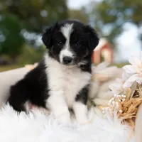 Candy, a female Border Collie for sale in Springfield, MO – Photo 5 of 10
