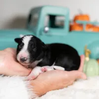 Candy, a female Border Collie for sale in Springfield, MO – Photo 8 of 10