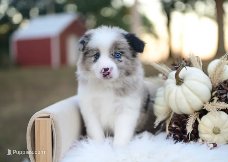 Miles – Border Collie puppy for sale in Springfield, MO