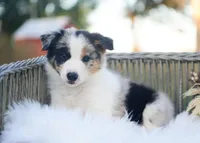 Suede, a male Border Collie for sale in Springfield, MO – 3 of 9