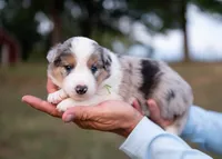 Velvet, a female Border Collie for sale in Springfield, MO – 8 of 10