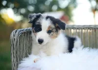 Suede, a male Border Collie for sale in Springfield, MO – 5 of 9