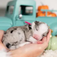 Ember, a female Border Collie for sale in Springfield, MO – Photo 7 of 7