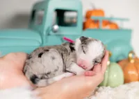 processed/d88d19c5-c1b5-4e2c-baef-1a3b1bf32465/listing/c8bdf470-039a-4aa6-8362-479e64f6940a/378527f6-5075-4e86-96dc-736ce4e41e78