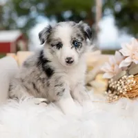 Ember, a female Border Collie for sale in Springfield, MO – Photo 3 of 7