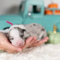 Ember, a female Border Collie for sale in Springfield, MO – Photo 6 of 7