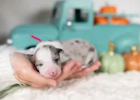 processed/d88d19c5-c1b5-4e2c-baef-1a3b1bf32465/listing/c8bdf470-039a-4aa6-8362-479e64f6940a/6d78e3f4-6579-448b-8522-a0ae30beec81