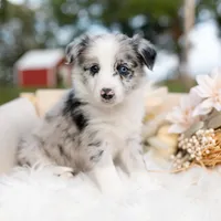 Ember, a female Border Collie for sale in Springfield, MO – Photo 1 of 7