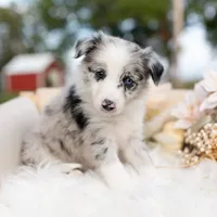 Ember, a female Border Collie for sale in Springfield, MO – Photo 2 of 7