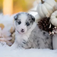 Ember, a female Border Collie for sale in Springfield, MO – Photo 4 of 7