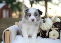 Miles, a male Border Collie for sale in Springfield, MO – 4 of 6