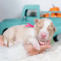 Cider, a female Border Collie for sale in Springfield, MO – Photo 3 of 4