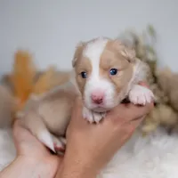 Cider, a female Border Collie for sale in Springfield, MO – Photo 1 of 4