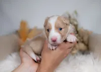 processed/d88d19c5-c1b5-4e2c-baef-1a3b1bf32465/listing/cfe52f0b-896b-44ae-98b6-9553739a5cb1/6627bd79-75b5-43fb-b6e0-75703d210d57