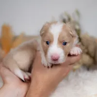 Cider, a female Border Collie for sale in Springfield, MO – Photo 2 of 4