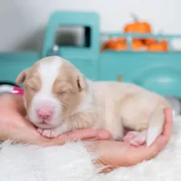 Cider, a female Border Collie for sale in Springfield, MO – Photo 4 of 4