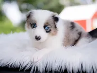 Upcoming, a  Border Collie for sale in Springfield, MO – Photo 4 of 10