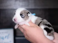 Upcoming, a  Border Collie for sale in Springfield, MO – Photo 8 of 10