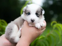 Upcoming, a  Border Collie for sale in Springfield, MO – Photo 5 of 10