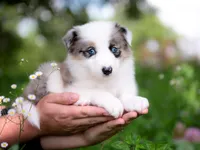 Upcoming, a  Border Collie for sale in Springfield, MO – Photo 3 of 10