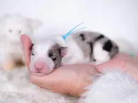 Upcoming, a  Border Collie for sale in Springfield, MO – Photo 10 of 10