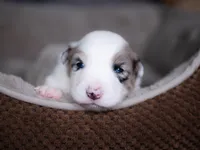 Upcoming, a  Border Collie for sale in Springfield, MO – Photo 7 of 10