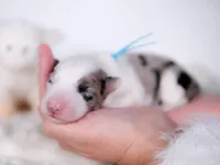 Upcoming, a  Border Collie for sale in Springfield, MO – Photo 9 of 10