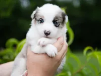 Upcoming, a  Border Collie for sale in Springfield, MO – Photo 6 of 10