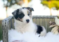 Suede, a male Border Collie for sale in Springfield, MO – 4 of 9