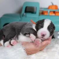 Frost, a male Border Collie for sale in Springfield, MO – Photo 5 of 5