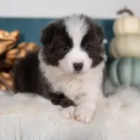 Frost, a male Border Collie for sale in Springfield, MO – Photo 1 of 5