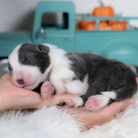 Frost, a male Border Collie for sale in Springfield, MO – Photo 4 of 5