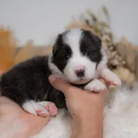 Frost, a male Border Collie for sale in Springfield, MO – Photo 3 of 5