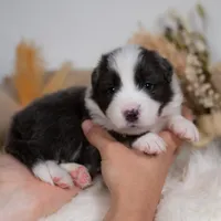Frost, a male Border Collie for sale in Springfield, MO – Photo 2 of 5