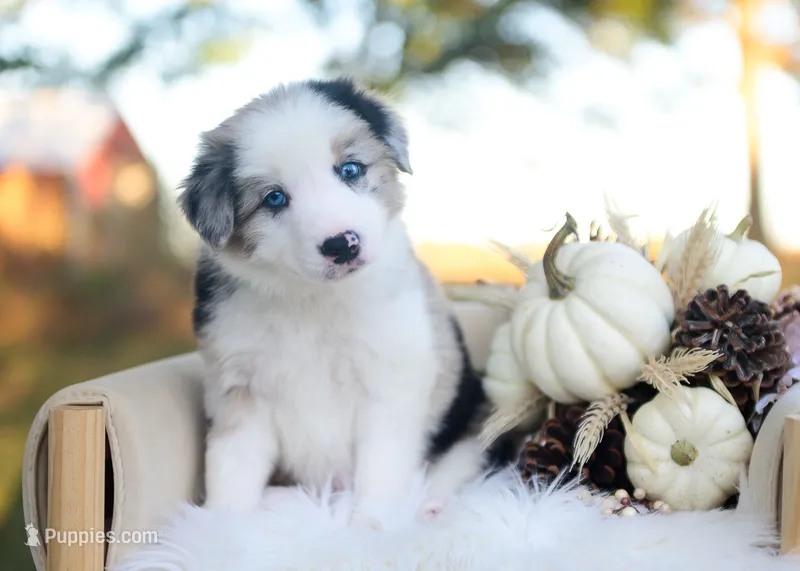 Sage – Border Collie puppy for sale in Springfield, MO