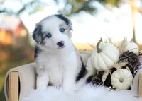 Sage, a male Border Collie for sale in Springfield, MO – 1 of 5