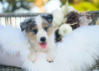 Velvet, a female Border Collie for sale in Springfield, MO – 3 of 10