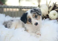 Chenille, a female Border Collie for sale in Springfield, MO – 2 of 8
