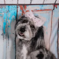 Alana, a female Bordoodle for sale in Springfield, MO – Photo 1 of 10