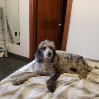 Alana, a female Bordoodle for sale in Springfield, MO – Photo 3 of 10