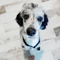 Alana, a female Bordoodle for sale in Springfield, MO – Photo 5 of 10