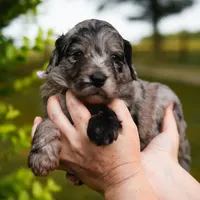 Alana, a female Bordoodle for sale in Springfield, MO – Photo 8 of 10